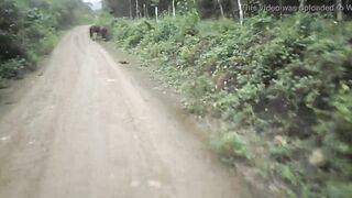 HEATHERDEEP.COM Love giant horse cock so much it makes me squirt